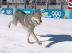 Local good boy Nazgul crashes into ski race at the Olympics: He is "stubborn but very sweet"