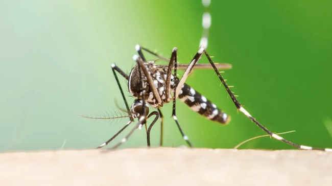 Disease known as Chikungunya risk expands across Europe as climate warms, study warns