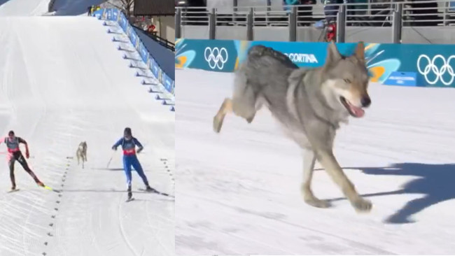 Local good boy Nazgul crashes into ski race at the Olympics: He is "stubborn but very sweet"