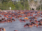 Safer roads crossings cause mangrove land crab's population to rebound in Taiwan