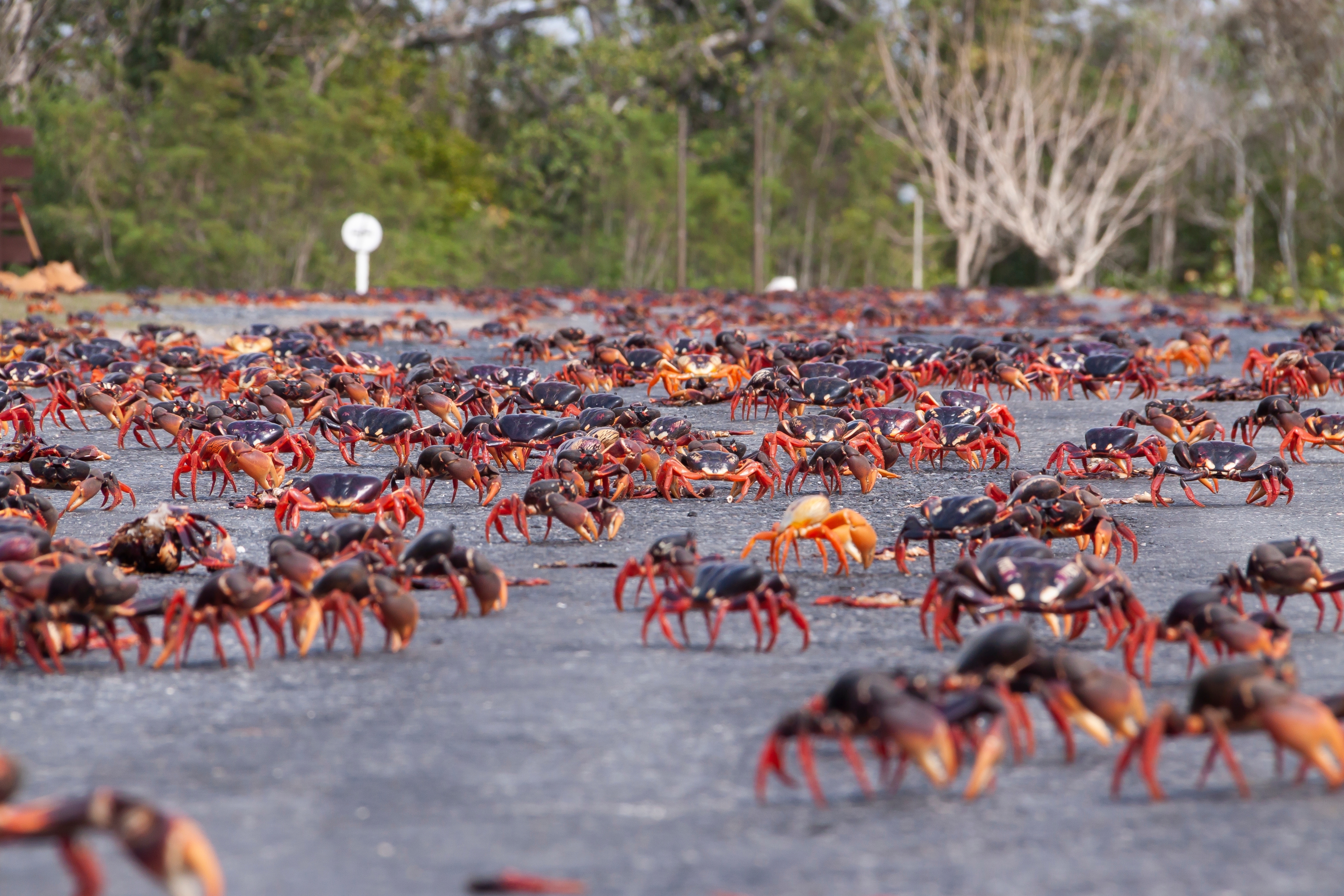 Safer roads crossings cause mangrove land crab's population to rebound in Taiwan