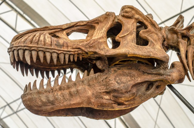 T. rex grew up more slowly than scientists thought