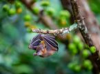 Everything you need to know about the Nipah virus after India confirms two cases