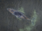 Humpback whale stranded for third time on German coast