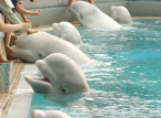 30 beluga whales left to die in closed park in Canada will be sent to zoos in the US and Spain