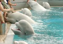 media/57/30belugawhales_4945733t.jpg