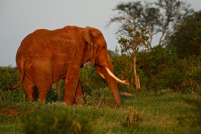 Nigeria to impose stricter fines, jail sentences on wildlife traffickers