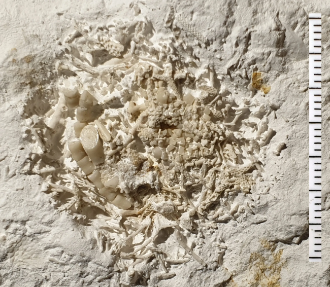66-million-year-old fossilised vomit unveiled in Denmark