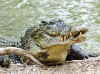 Zookeeper leaps into crocodile enclosure to save injured boy
