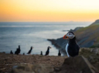 Puffin population hits record high for second-year-running on iconic Skomer Island