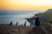 media/58/puffinpopulationhits_4875843t.jpg