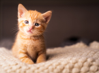 More specific than EU rules: Spain bans leaving dogs home alone for over 24 hours or cats for more than three days