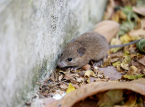 Hantavirus outbreak confirmed to be the Andes one, the only one transmissible from person-to-person