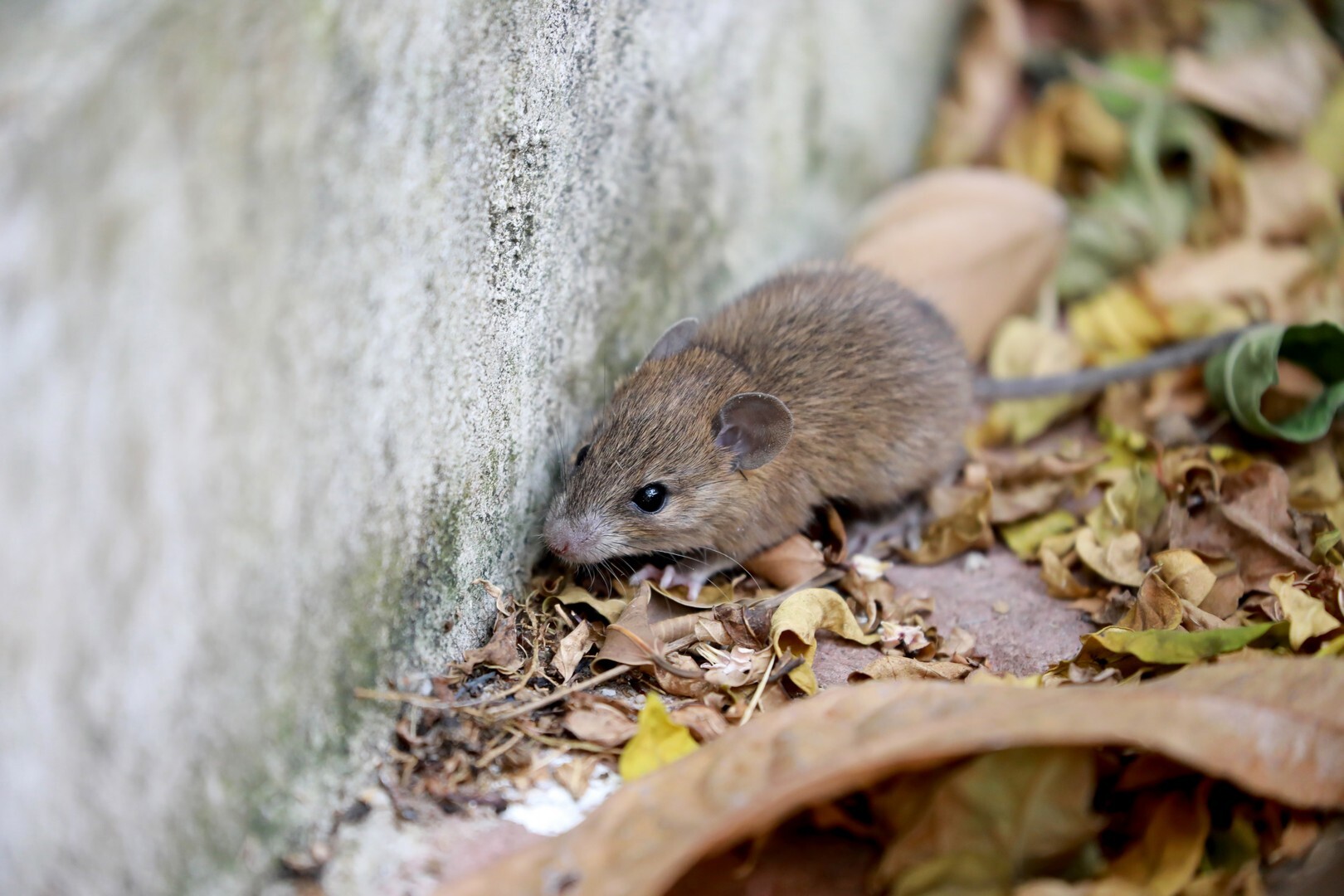 The Hantavirus: Everything We Know So Far