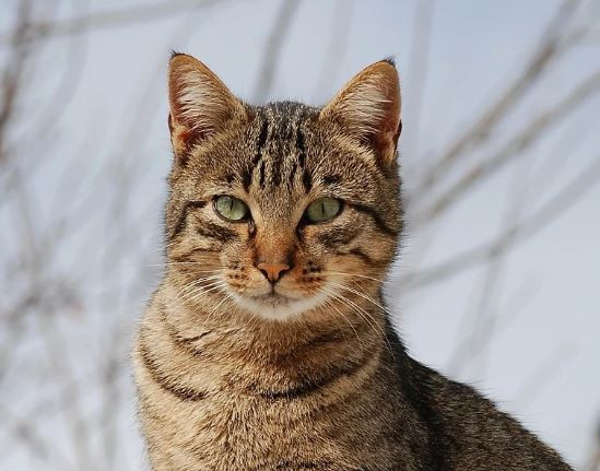 Hundreds of cats saved from slaughterhouses in Vietnam