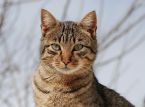 Hundreds of cats saved from slaughterhouses in Vietnam