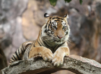 Escaped tiger, thought to be owned by German 'Tiger Queen', shot by police after mauling 72-year-old man