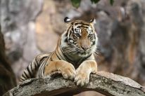 media/70/escapedtiger_thought_4897053t.jpg