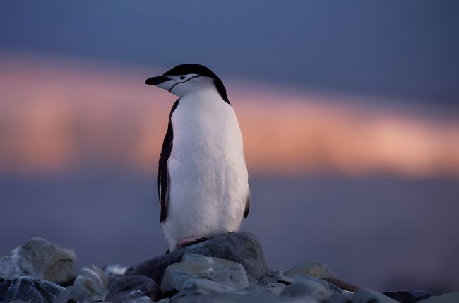 Penguin love lives: Breakups, drama, and second chances