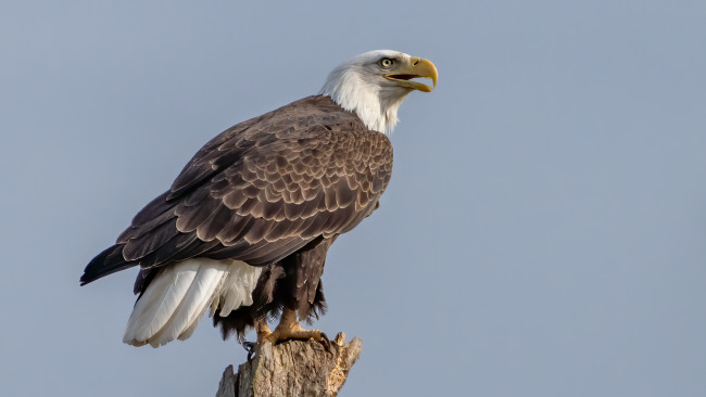 Internet sensation Jackie the bald eagle has died