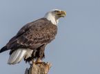 Internet sensation Jackie the bald eagle has died