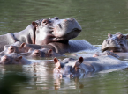 Colombia will euthanize dozens of "cocaine hippos" linked to Pablo Escobar in bid to control population
