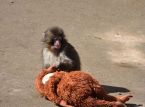 US nationals arrested for attempting to break into Punch the monkey's enclosure