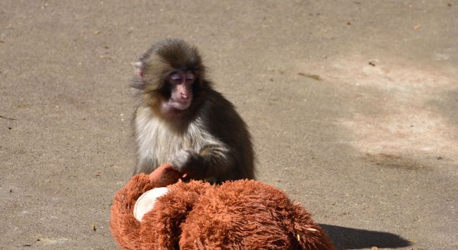 US nationals arrested for attempting to break into Punch the monkey's enclosure