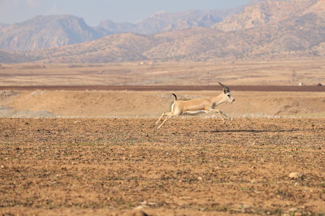 Turkey smashes its highest-recorded temperature record with 50.5°C reading