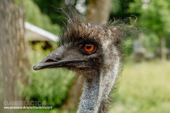 Australia begins vaccinating its native birds against avian flu