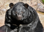 Japan looks to curb rising bear attacks with recruited hunters