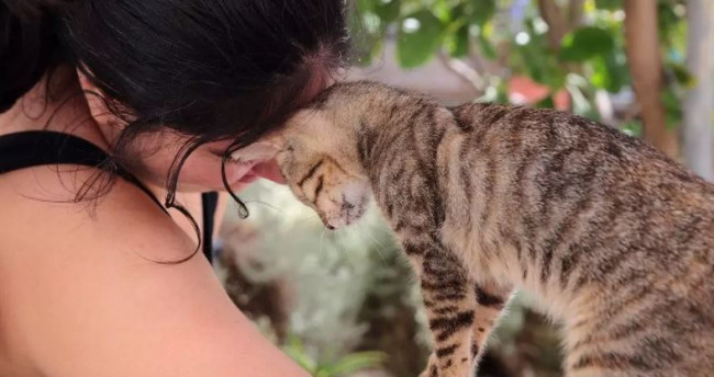 Greek cat sanctuary offers free room and board for volunteers, spend your days cuddling felines