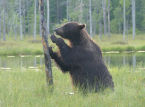 Researchers propose "rewilding" Europe's borderlands as natural defence strategy