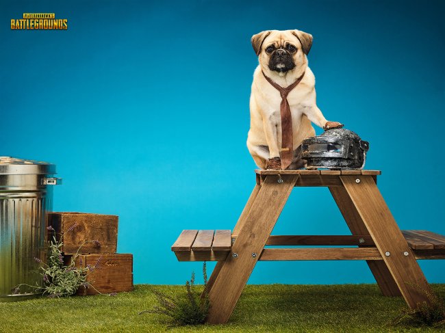 Xbox celebrates the Year of the Dog... with dogs