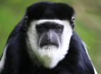 A new species of monkey has been discovered, hiding among the treetops of DR Congo's forests