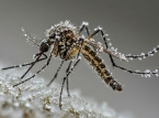 Iceland reports the presence of mosquitoes for the first time... Why is this making headlines?
