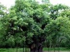 Robin Hood's legendary Major Oak dies after more than 1,000 years