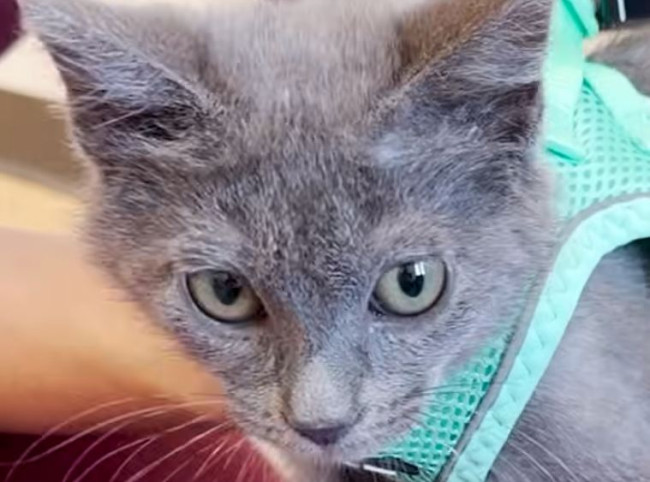 This tiny cat learned to walk with the help of Lego