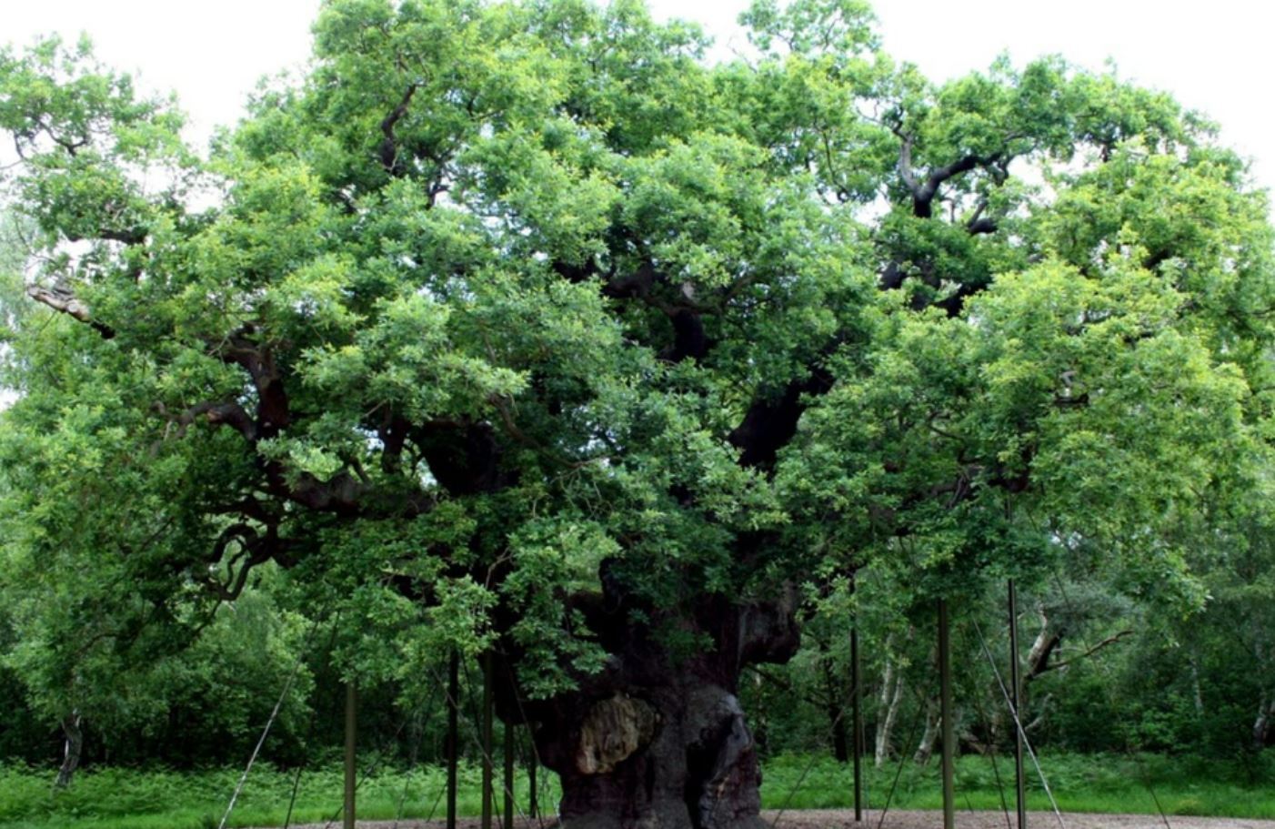 Major Oak in Sherwood Forest Dies After Failing to Leaf in Spring 2024