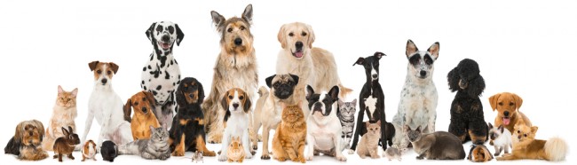 New chip requirements now in effect as the EU tightens pet travel identification rules