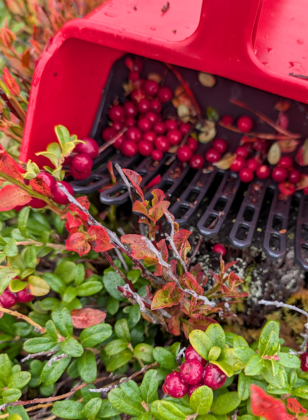 Time to comb the forest for treasures
